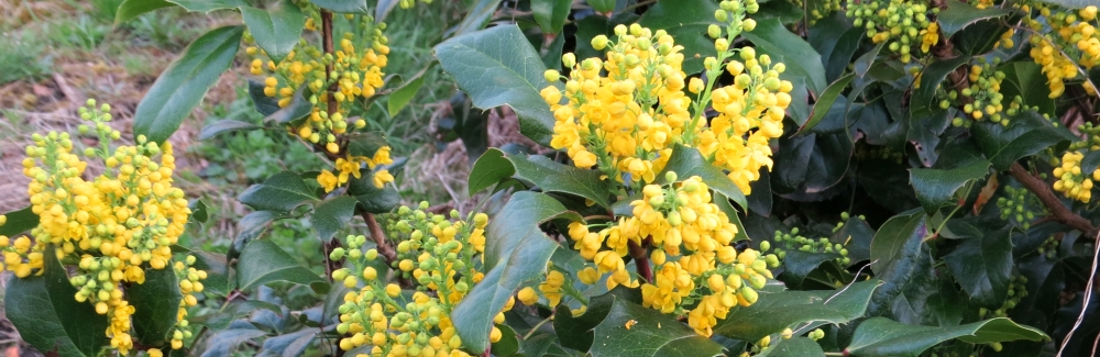 Mahonia banner 02